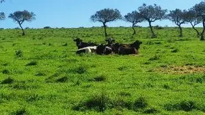 parque natural das serras de aire e candeeiros, trekking, caminhada, fornea, porto de mós, bezerra, corredoura, ndesafios, natureza e desafios,