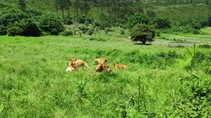 parque natural das serras de aire e candeeiros, trekking, caminhada, fornea, porto de mós, bezerra, corredoura, ndesafios, natureza e desafios,