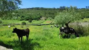parque natural das serras de aire e candeeiros, trekking, caminhada, fornea, porto de mós, bezerra, corredoura, ndesafios, natureza e desafios,