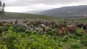 parque natural das serras de aire e candeeiros, trekking, caminhada, fornea, porto de mós, bezerra, corredoura, ndesafios, natureza e desafios,