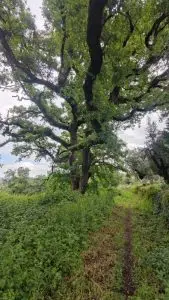 parque natural das serras de aire e candeeiros, trekking, caminhada, fornea, porto de mós, bezerra, corredoura, ndesafios, natureza e desafios,