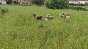 parque natural das serras de aire e candeeiros, trekking, caminhada, fornea, porto de mós, bezerra, corredoura, ndesafios, natureza e desafios,