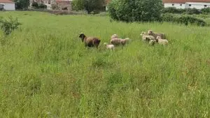 parque natural das serras de aire e candeeiros, trekking, caminhada, fornea, porto de mós, bezerra, corredoura, ndesafios, natureza e desafios,
