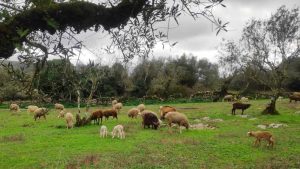 arrimal, lua, candeeiros, aire, ndesafios, natureza e desafios, trekking, caminhada, montanhismo,