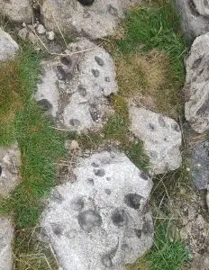 mizarela