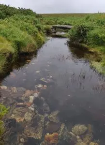 mizarela
