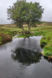 mizarela