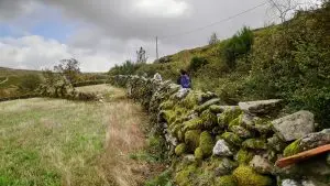 mizarela