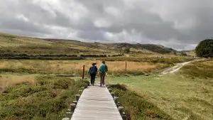 mizarela