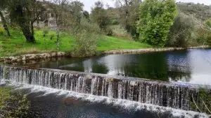 mizarela
