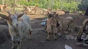drave, caminhada,