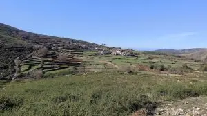 mizarela