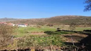 mizarela