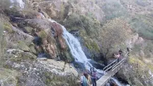 mizarela