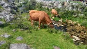 mizarela