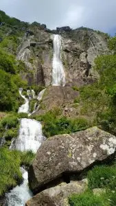 mizarela