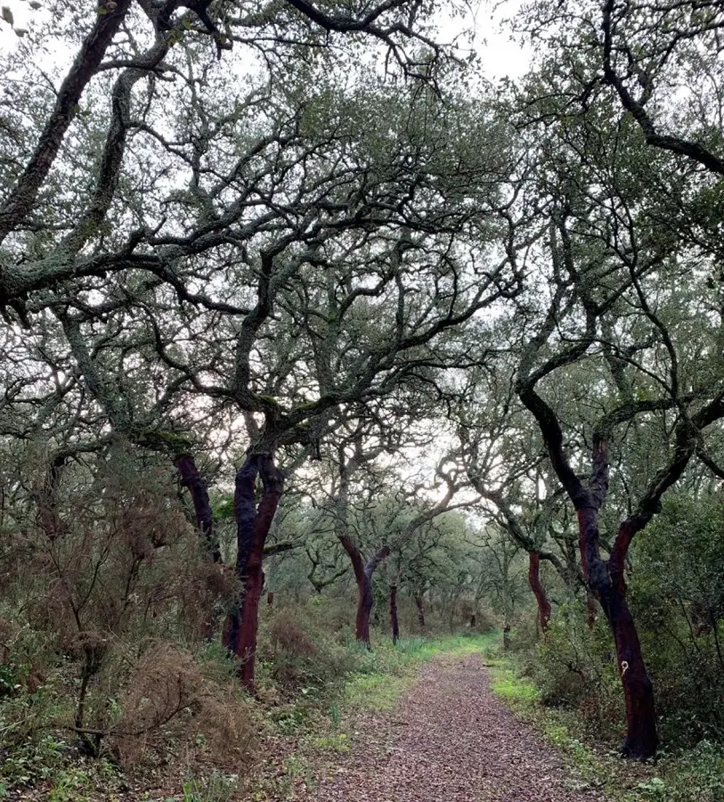 serra de olelas, caminhada,
