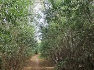 Monserrate, caminhada, ndesafios, natureza e desafios, sintra,