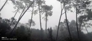 Monserrate, caminhada, ndesafios, natureza e desafios, sintra,