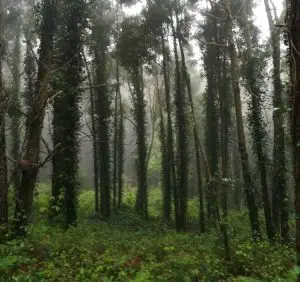 janes, sintra, caminhada, trekking,