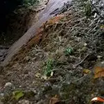 vale da amazónia, pirilampos,