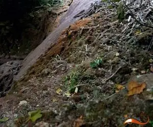 vale da amazónia, pirilampos,
