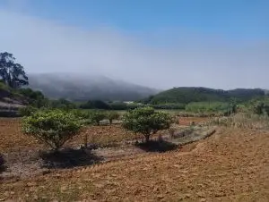 ericeira, lizandro,