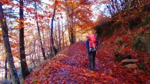 faias, manteigas, serra da estrela,