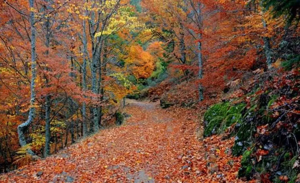 faias, manteigas, serra da estrela,
