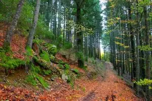 faias, manteigas, serra da estrela,