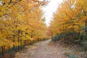 faias, manteigas, serra da estrela,