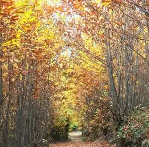 faias, manteigas, serra da estrela,