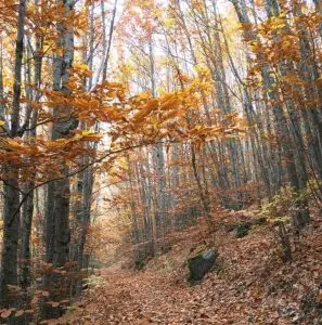 faias, manteigas, serra da estrela,