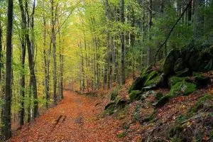 faias, manteigas, serra da estrela,
