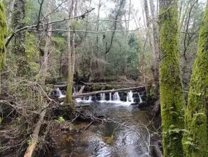 trilho dos gaios, midões,