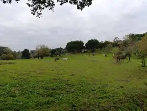 trilho dos gaios, midões,