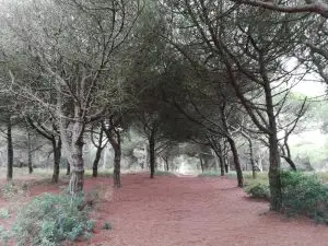 mata dos medos,