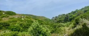 Giribeto
