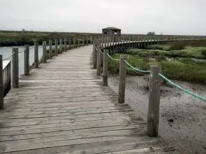 aveiro, pirilampos,