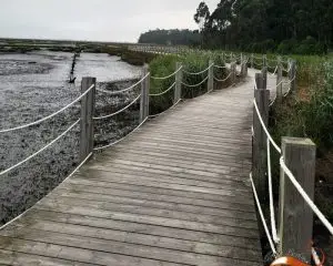 aveiro, pirilampos,