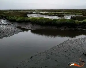aveiro, pirilampos,