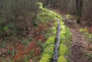 marão, bosque dos avós,