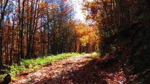 faias, manteigas, serra da estrela,