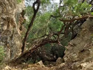 arrábida,