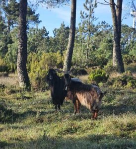 candeeiros, vale da lapa,