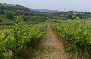 Serra de Serves,
