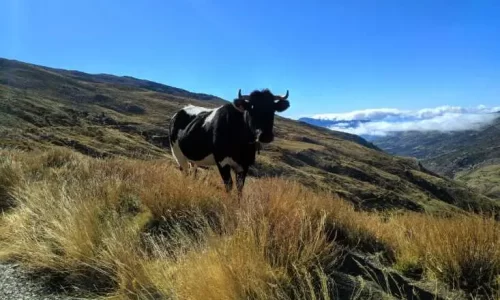 nevada, trekking, montanhismo, caminhada, ndesafios, natureza e desafios,