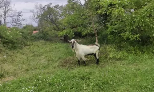 parque natural das serras de aire e candeeiros, trekking, caminhada, fornea, porto de mós, bezerra, corredoura, ndesafios, natureza e desafios,
