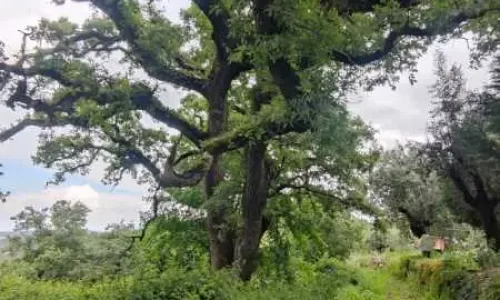 parque natural das serras de aire e candeeiros, trekking, caminhada, fornea, porto de mós, bezerra, corredoura, ndesafios, natureza e desafios,