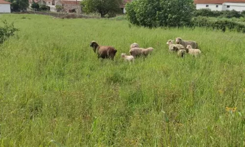 parque natural das serras de aire e candeeiros, trekking, caminhada, fornea, porto de mós, bezerra, corredoura, ndesafios, natureza e desafios,